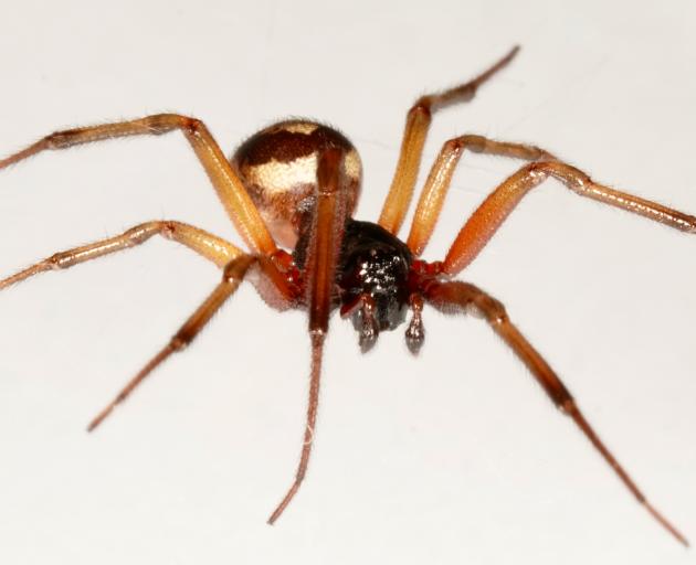 spider