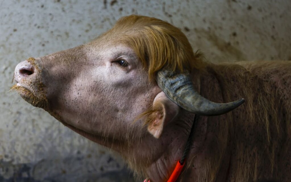 4JO78SH_AFP__20260518__rahman_notitle260518_npeDU__v1__HighRes__RareAlbinoBuffaloDrawsCrowds_jpg