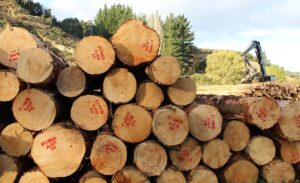 Log-Pile.jpg-e1698976835199