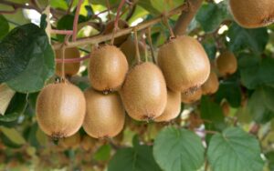 kiwi-fruit-growing-on-tree