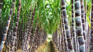 sugarcane