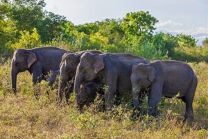 1618228954-Gazette-issued-establishing-Hambantota-Managed-Elephant-Reserve-B