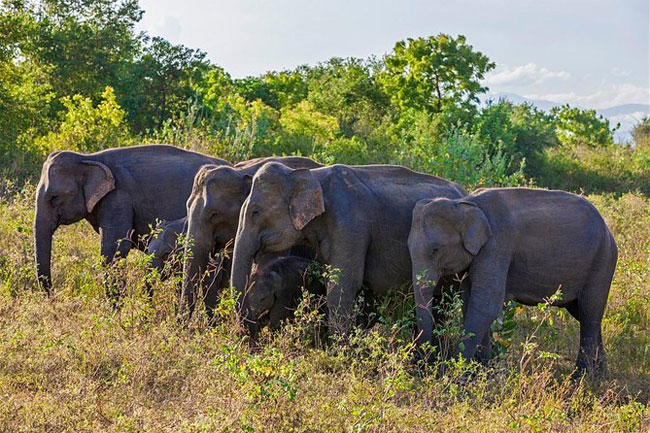 1618228954-Gazette-issued-establishing-Hambantota-Managed-Elephant-Reserve-B