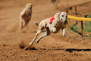 greyhounds-racing