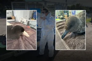 1783046112-Two-of-the-confirmed-bird-flu-cases-in-WA-Photo-Esperance-Wildlife-Hospital-and-Sanctuary