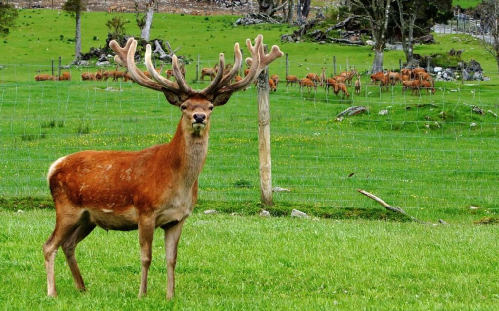4JLWWLN_Wild_Deer_jpg
