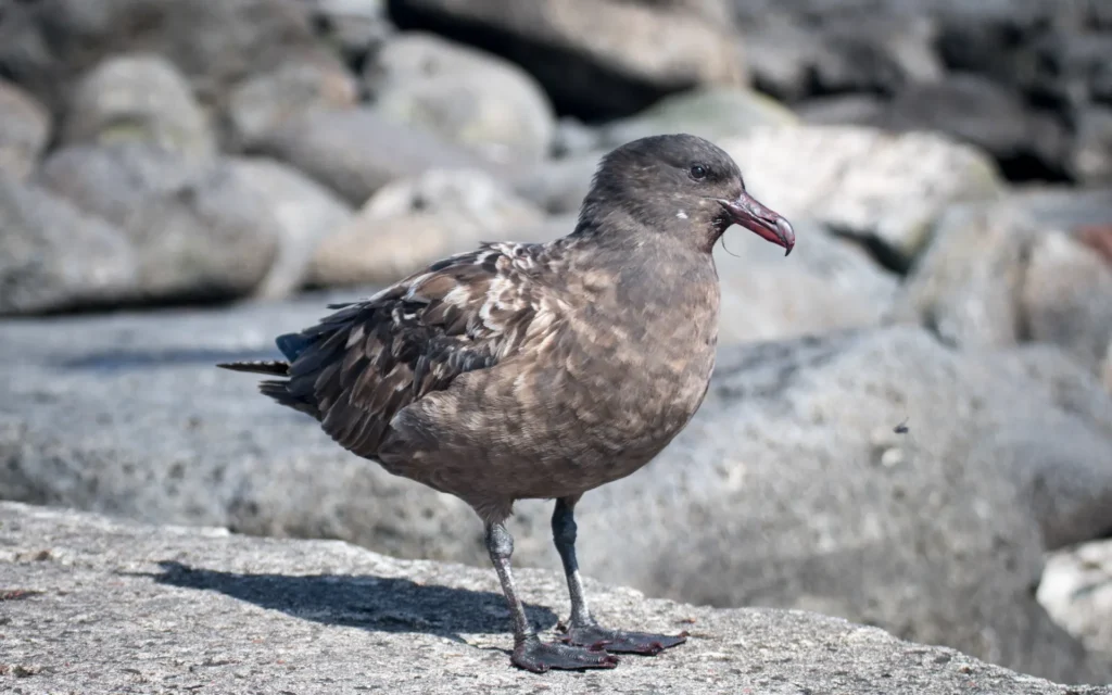 4M4Z6QI_2021_08_Amsterdam_Island___Brown_skua_06_jpg