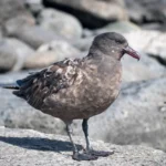 4M4Z6QI_2021_08_Amsterdam_Island___Brown_skua_06_jpg