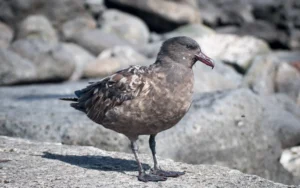 4M4Z6QI_2021_08_Amsterdam_Island___Brown_skua_06_jpg