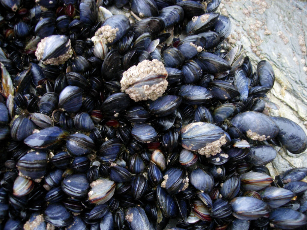 CornishMussels