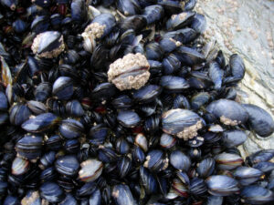 CornishMussels