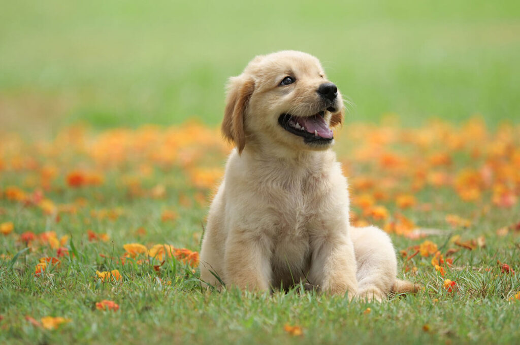 Puppy-care-essentials-5