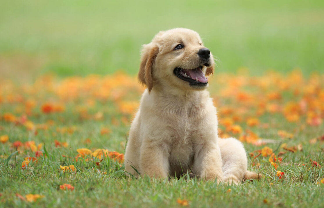 Puppy-care-essentials-5