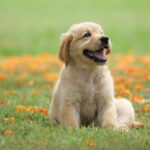Puppy-care-essentials-5
