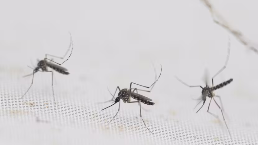 dengue_fever_mosquito