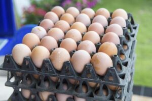 eggs-in-the-tray-at-market-photo