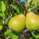 pear-doyenne-du-comice-semi-dwarfing-rootstock-fruiting-plant-white-flowers2