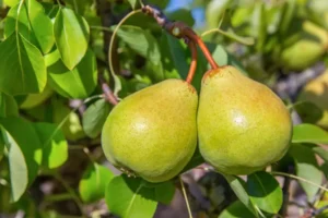 pear-doyenne-du-comice-semi-dwarfing-rootstock-fruiting-plant-white-flowers2