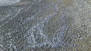 thousands-of-lanternfish-are-seen-washed-up-on-a-kapati-beac-MHVIV4JWZVE75NQORIQFAPW3NU