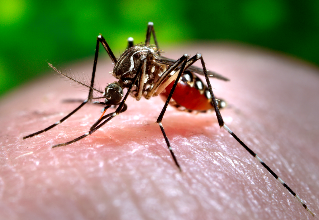 yellow-fever-mosquito-aedes-aegypti