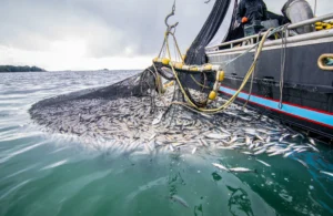 CommercialFishing