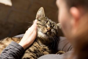 woman-petting-cat-556671611-2000-74c32bef713c4450867e9af39d4c8481
