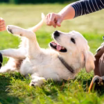 dogs-1-rf-gty-bb-240314_1710421693379_hpMain