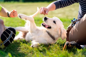 dogs-1-rf-gty-bb-240314_1710421693379_hpMain