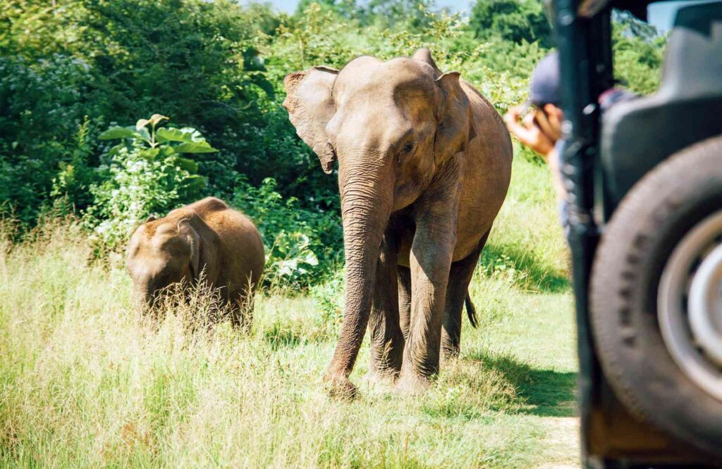 yala-national-park-sri-lanka-elephants-feature