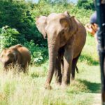 yala-national-park-sri-lanka-elephants-feature